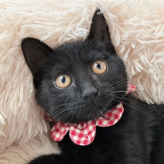 黒猫ラバーにおすすめ、真っ黒黒のしじみです♡