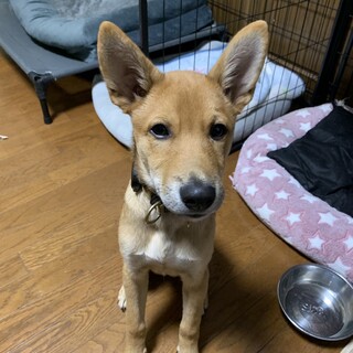 野犬の仔犬　茶々丸