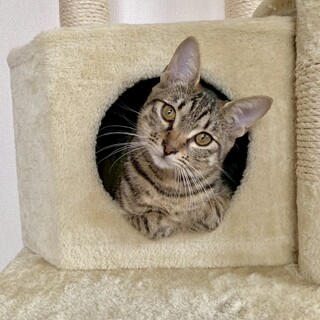 あまえんぼ男子 ★ セラ