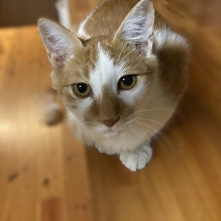 人懐っこく、トイレも上手です