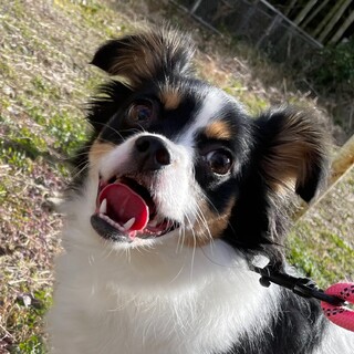 福岡：動物病院発！デカチワワ　ラテちゃん