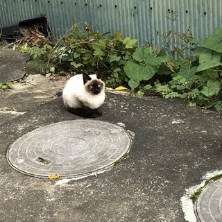 シャムmix兄弟②