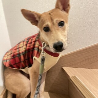 保健所からレスキュー！凛々しいアヴォール君