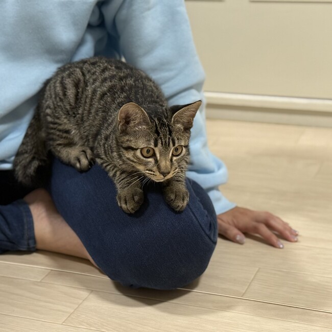 りかこんぶのカバー写真