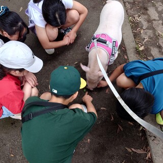 マイクロブタのオスの里親様を募集します