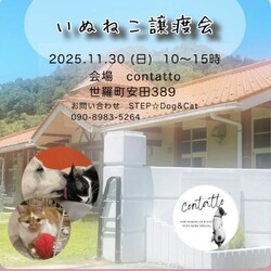 contatto犬猫譲渡会