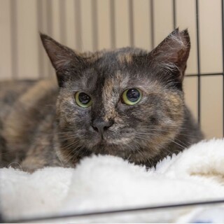 シャーは挨拶！サビかぁちゃん