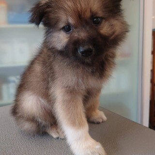 元野犬仔犬男の子です。ずっとの家族探しています。