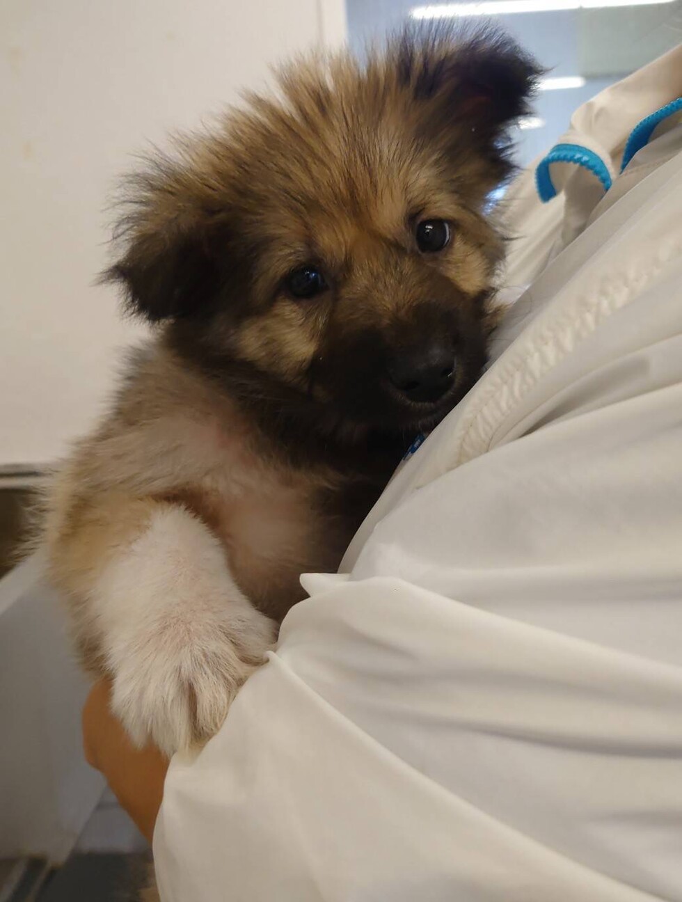 元野犬仔犬男の子です。ずっとの家族探しています。 サムネイル2