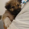 元野犬仔犬男の子です。ずっとの家族探しています。 サムネイル2