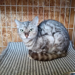 シルバーベンガルMIX！