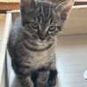 譲渡会参加予定★母乳で育った６兄妹キジ猫くん