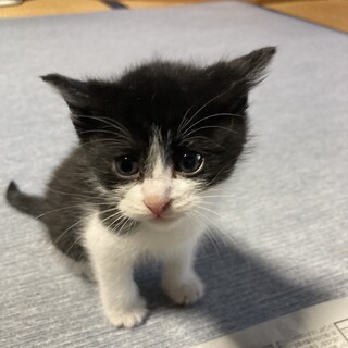 保護した子猫の里親募集