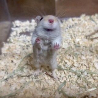 カラージャービルの女の子