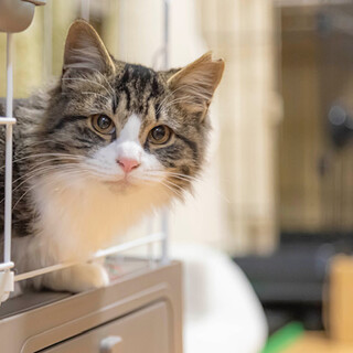 【一時募集停止中】お嬢様気質な女の子のけいちゃん