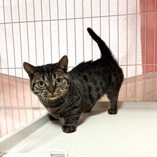 マンチカン系MIX ♀推定3歳チャッコちゃん♡