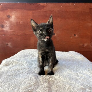 里親決定！ピカソちゃん／賢い子です！