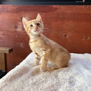 里親決定！モネくん／食いしん坊