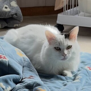 風太、ふわふわ慣れ慣れ男の子