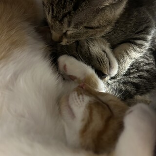 可愛い兄弟！いつも2匹で行動????