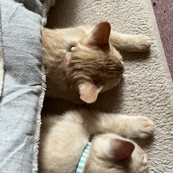 初めてのコタツ