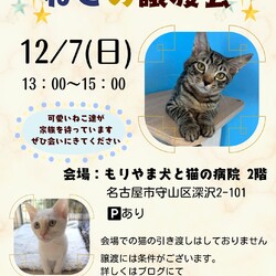 ねこの譲渡会 inもりやま犬と猫の病院