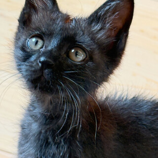 甘えん坊で元気なブラックスモークタビー　サブちゃん