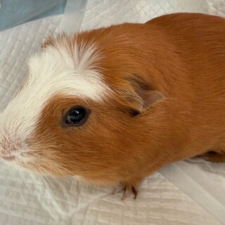 モルモット里親様募集