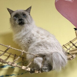 【11/30東銀座】シャーミーくん７歳♪