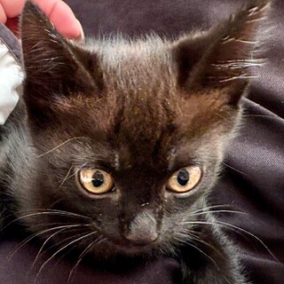 元気いっぱい 甘えん坊 黒猫女の子 2ヶ月