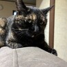 人懐っこい良い子です。カワイイ サビ猫！保護猫　 サムネイル6