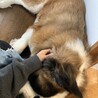 甘えん坊なセント・バーナードのヨーゼフ サムネイル2