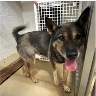 飼主持込み❗️収容期限12/3迄❗️延長なし