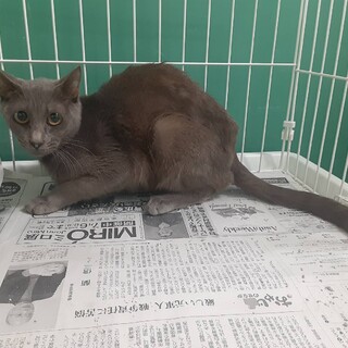崖っぷち猫36番♀️　期限あり