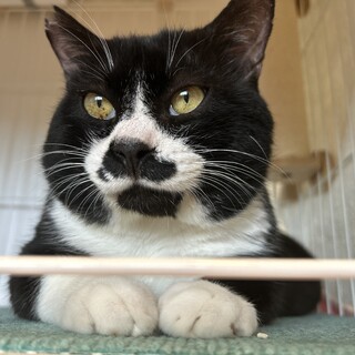 元ボス猫のチョビちゃんです⭐︎
