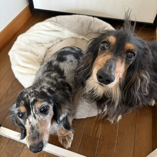 親子のダックス