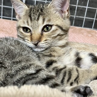 すりごろ甘えん坊キジトラ三カ月女の子