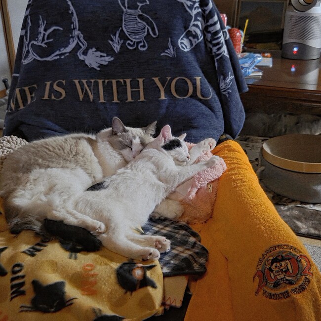 ジェリー&タフィーのカバー写真