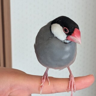 コミュニケーションバードです！