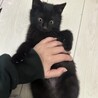 食いしん坊でちょっとどんくさいのが可愛い黒猫ボーイ サムネイル4