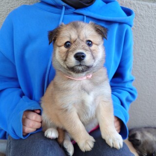 飼い主（買主）募集！愛犬AIBO（ナナちゃん） 飼い主（買主）募集！愛犬AIBO（ナナちゃん）