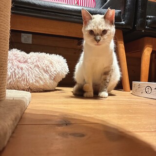 明日にも処分をレスキュー。慣れるとデレデレの女の子