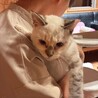 明日にも処分をレスキュー。慣れるとデレデレの女の子 サムネイル2