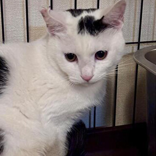 【3/22⭐️泉大津にて譲渡会】参加猫桃太郎くん