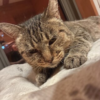 明日にも処分のはずだったキジトラ女子