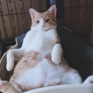 【3/22⭐️泉大津にて譲渡会】参加チャチャくん