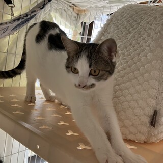 とても甘えん坊の子猫たち