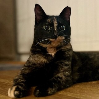 【2/22⭐️泉大津にて譲渡会】参加猫ララちゃん