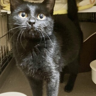 【2/22⭐️泉大津にて譲渡会】参加猫ふうちゃん