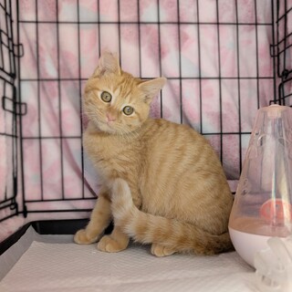 【11/30⭐️泉大津にて譲渡会】参加猫なおくん